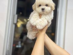 -萌宠之家·腊肠犬·马尔泰·小体犬舍
