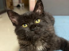 -瑞派蒂凯宠物医院·免疫点·宠保定点