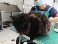 -利又安动物医院··老年病·猫科犬科·中兽医