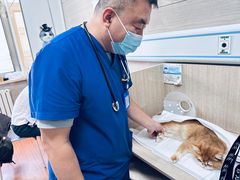 -北京观赏动物医院·24小时大型综合·猫专科·异宠专科