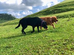 -关山草原