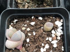 -龙大花卉苗木市场