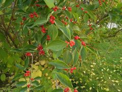 -南宫五洲植物乐园