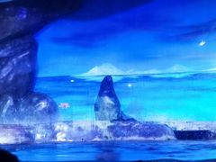-海合安青岛极地海洋公园