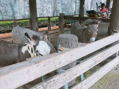 -清迈夜间动物园