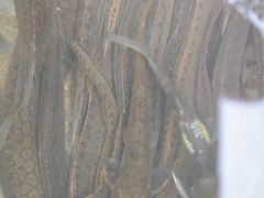 -川丐火锅(河源店)