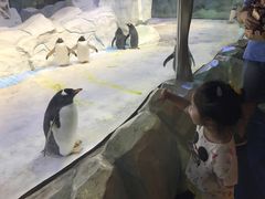 -芜湖新华联大白鲸海洋公园