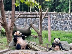 -都江堰中华大熊猫苑