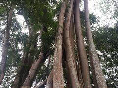 -瑞丽独树成林风景区