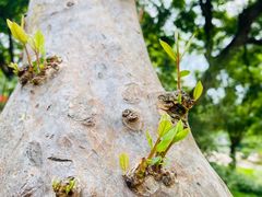 -云溪植物园