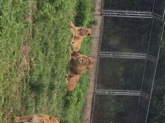 秦岭野生动物园-西安秦岭野生动物园