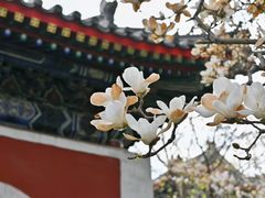 -北京艺术博物馆(万寿寺)