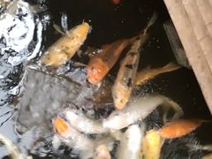 -上海大自然野生昆虫馆(东方明珠·爬宠昆虫探索中心)