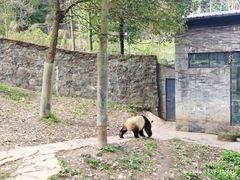 -都江堰中华大熊猫苑