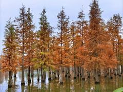 -白鹭湾湿地公园