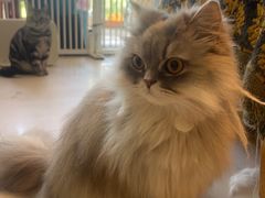 -平行世界·猫咖(首经贸店)