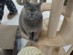 -喵园·猫主题咖啡厅·撸猫·猫咖(国贸店)