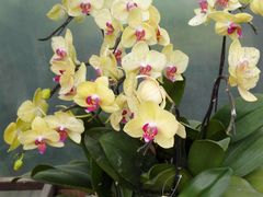-松山湖梦幻百花洲