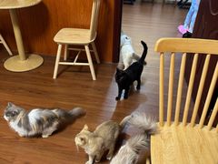 -楼上猫咖(罗湖店)