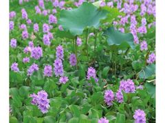 -白鹭湾湿地公园