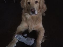 -百好乐宠物友好餐厅(朝外大街店)