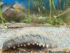 -鹿儿岛水族馆