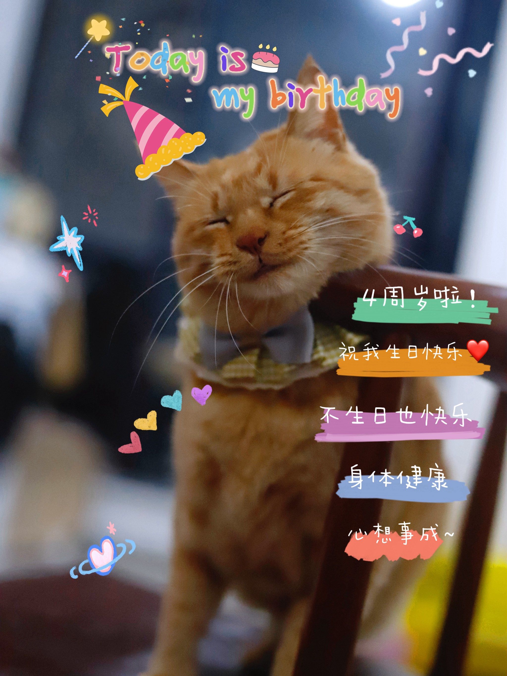 零元购流浪猫的第四个生日啦