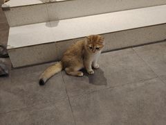 -飞行喵MR PILOT|猫舍·猫咖(静安大融城店)