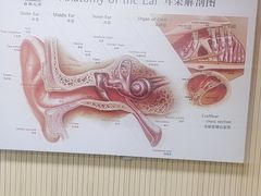 -自然之声助听器·呼吸机(和平店)