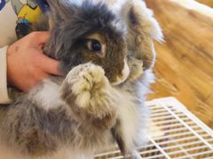 -猫猫幼稚园·撸猫·桌游·电玩
