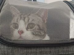 -纳吉亚猫专科动物医院·北北分院