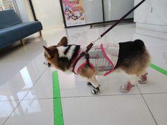 -北京恒爱动物医院(清景园分院)