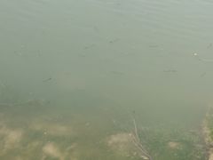-新江湾城公园