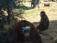 -大连森林动物园