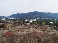 -香雪海
