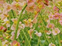 -三圣花乡旅游区