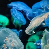 珠海长隆旅游度假攻略