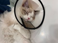 -艾吉宠物医院·疑难杂症转诊中心·猫友好(碧江路院)