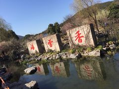 -香雪海