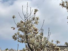 -泰山风景名胜区-普照寺