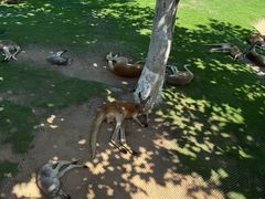 -西霞口神雕山野生动物世界