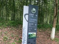 -都江堰中华大熊猫苑