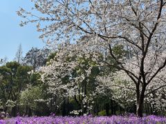 -上海滨江森林公园