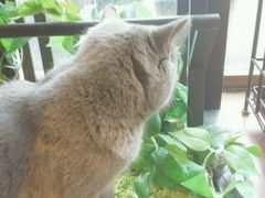 喵～-花与咖啡馆(金星楼店)