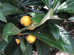 -塘栖枇杷特色园区