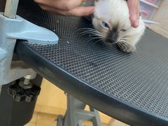 -美联众合动物医院·24h京西诊疗中心