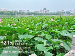 -莲花池公园