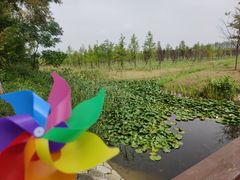 -黄海国家森林公园