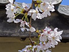 -南汇桃花村
