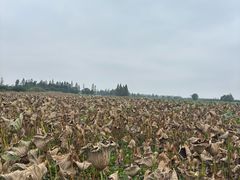 -洪湖生态旅游区